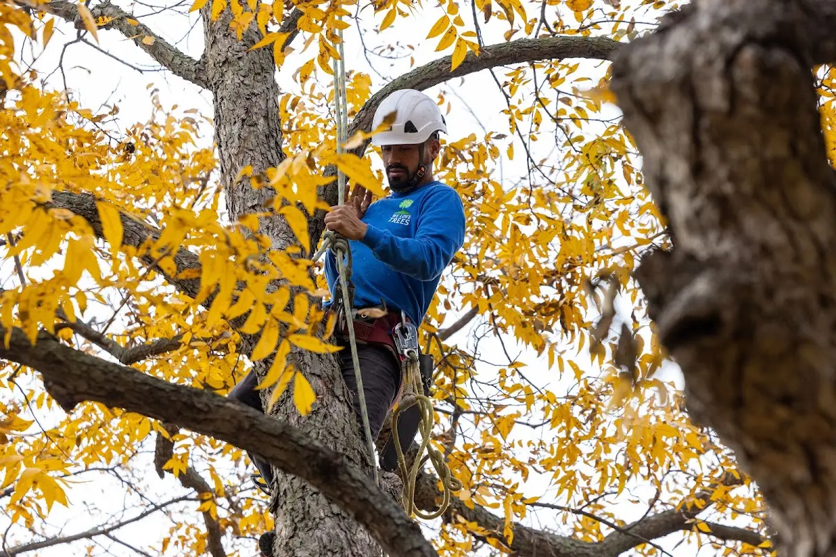 Skilled Tree Planing crew working in Laurel